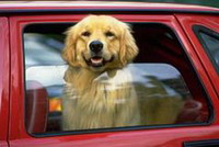 Перевозка домашних животных в легковом автомобиле