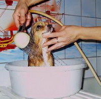 Коротко о том, как мыть собак