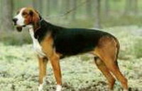 Югославская трехцветная гончая (Yugoslavian tricolor hound)