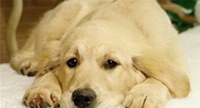Патогенез и диагностика демодекоза у собак